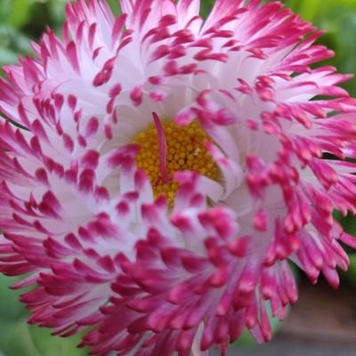 Profile Picture of Babette Weber (@bettewe) on Twitter