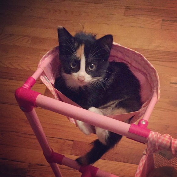 Profile Picture of Michele Percopo (@percopo99) on Poshmark