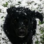 Profile Picture of jeff goodall (@crarysawyer) on Instagram