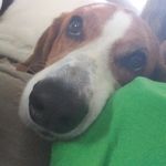 Profile Picture of karen manfredonia (@zoeythecoonhound) on Instagram