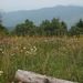 Profile Picture of Amanda Ogle (@mrsogle) on Pinterest