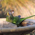 Profile Picture of Mel Adams (@around_the_toodyay_bird_bath) on Instagram