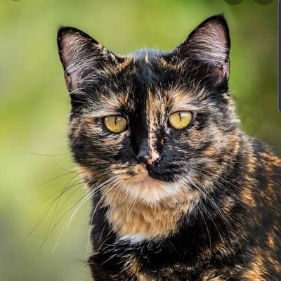 Profile Picture of Tina St. Peter Sylvia (@TinaStPeterSyl1) on Twitter
