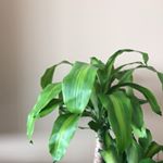 Profile Picture of Mr. Herbert C. Plant & Friends (@herbert_cornelius_plant) on Instagram