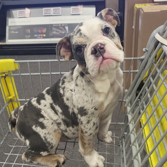 Profile Picture of Alexia Castaneda (@s3xil3xi602) on Poshmark