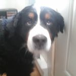 Profile Picture of Jasey-james Lacroix (@pookyjames03) on Instagram