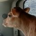Profile Picture of Znette Blakeman (@czblakeman) on Pinterest