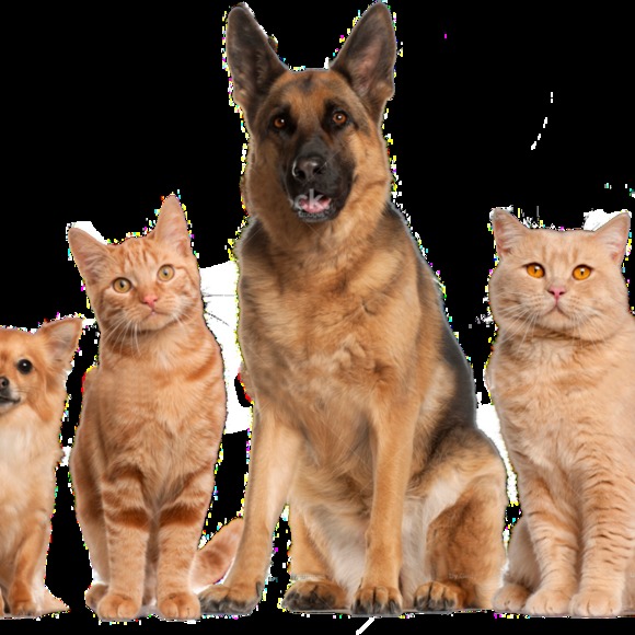 Profile Picture of Charles Jacabacci (@cjacabacci) on Poshmark