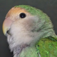 Profile Picture of Joan Takazono (@joan-takazono) on Quora