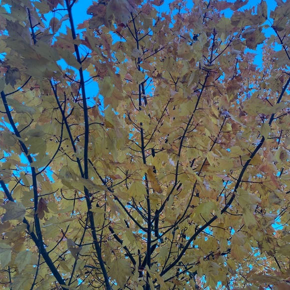 Profile Picture of Arvand Vahedi (@arvandvahedi) on Poshmark