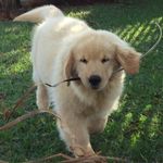 Profile Picture of JAKE_TYLER_goldenretriever (@jake_tyler_goldenretriever) on Instagram