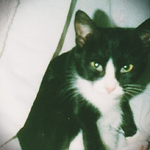 Profile Picture of Jennifer Sanchez (@cottoncandycats@rocketmail.com) on Flickr