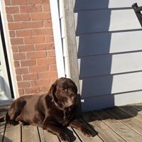 Profile Picture of Kevin Morland (@amorfish) on Pinterest
