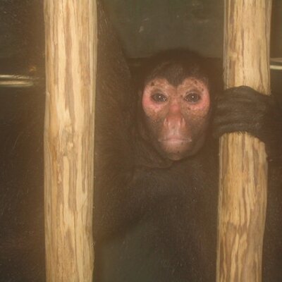 Profile Picture of Allan Goldstein (@Planitesimal) on Twitter