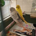 Profile Picture of Kim Vallone. 🇦🇺🇩🇪🇮🇹🐬🐇 (@kimmi296) on Instagram