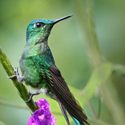 Profile Picture of John Harold Estrada (@jhestradam) on Twitter