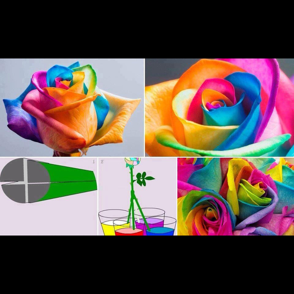 Profile Picture of Bianca Peralta becker (@bianca1012) on Poshmark