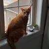 Profile Picture of Chace Williams (@.chace.williams) on Tiktok