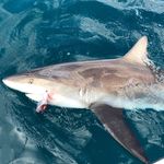 Profile Picture of Mark Steiner (@steiner_mark) on Instagram