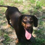 Profile Picture of Winnie & Wilson (@winnieandwilsonweenies) on Instagram