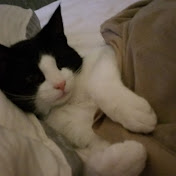 Profile Picture of Michael Segler (@michaelsegler8351) on Youtube