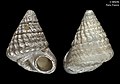 Profile Picture of Sansonia (gastropod)on Wikipedia