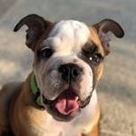 Profile Picture of Timothy El Bulldog Inglés 🐾❤️ (@timothy.theenglishbully) on Instagram