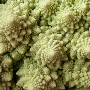 Profile Picture of Okra (@houseofokra) on Myspace