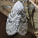 Profile Picture of Christopher Riedel (@christopher.riedel.3) on Facebook