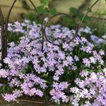 Profile Picture of Cora Alley (@coralee8008) on Instagram