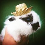 Profile Picture of Stuart (@stuart_bunny) on Instagram