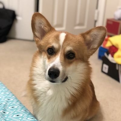 Profile Picture of Thanh Huynh (@thanhhuynh49) on Twitter