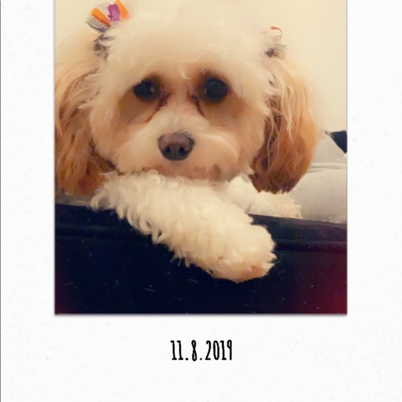 Profile Picture of Alma Papraniku (@dylan1281) on Poshmark