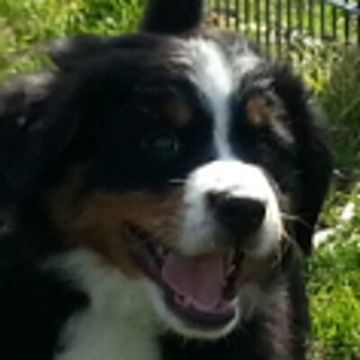 Profile Picture of BernerSennenSam (@BernerSennenSam) on Twitter