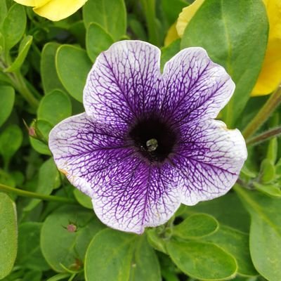 Profile Picture of Dawn Mcmillan (@Dawn4841Dawn) on Twitter