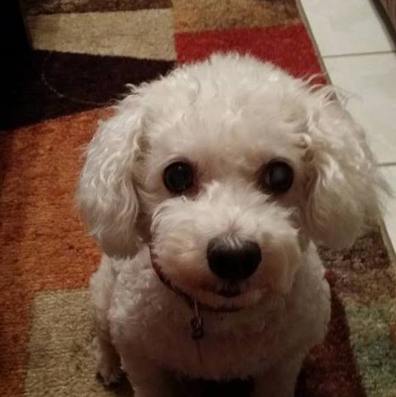 Profile Picture of Diane Dann (@ddann01) on Poshmark