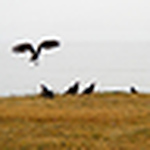 Profile Picture of Joseph & Polly Bove (@2008wings) on Flickr