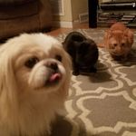 Profile Picture of Edward Skinner (@supercoolpugs) on Instagram