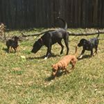 Athena, Apollo, Copper & Levi - Instagram Profile Picture of Athena, Apollo, Copper & Levi (@doggypack_) on Instagram