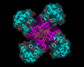 Profile Picture of Helicase - Wikipediaon Wikipedia