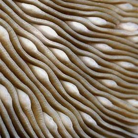 Profile Picture of Daniela Burgos Perez (@danburgos) on Pinterest