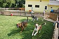 Profile Picture of Dog daycareon Wikipedia