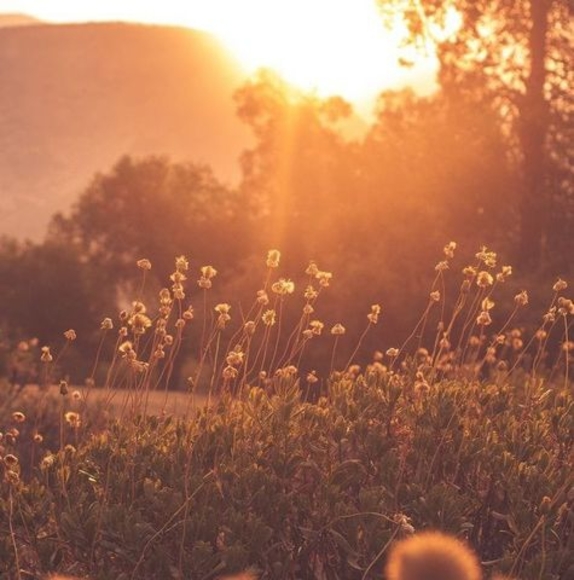 Profile Picture of Pamela Alexander (@pamelaalexan864) on Poshmark