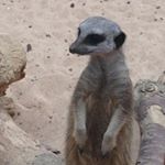 Profile Picture of jàcqùe (@jacque_wright) on Instagram