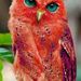 Profile Picture of Danielle Mckellar-Mulheron (@danijean37) on Pinterest