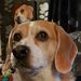 Profile Picture of Barry Proctor (@bproctor649) on Pinterest