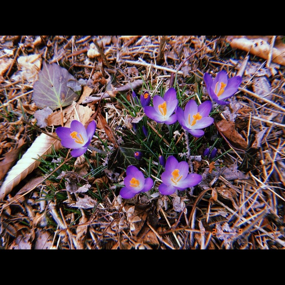 Profile Picture of Giselle Guzman (@gizzyguz) on Poshmark