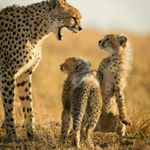 Profile Picture of amos roy (@amosroy3057) on Instagram