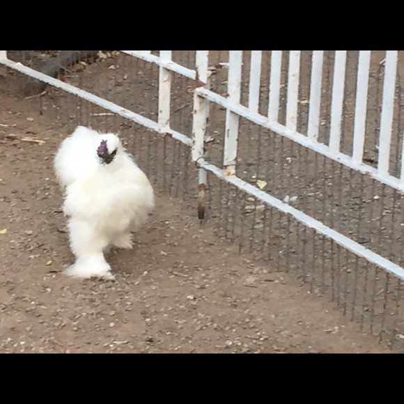 Profile Picture of Dawn Ackerman (@dackerman) on Poshmark