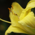 Profile Picture of Sandra St-Pierre (@Audrey Isabelle) on Flickr